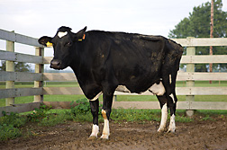 A cow infected with M. avium subspecies paratuberculosis 