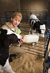 Photo: Scientist bottle feeding calf. Link to photo information