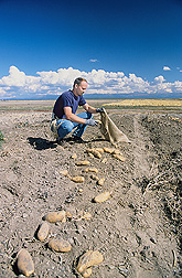 Photo: ARS geneticist Rich Novy harvesting potatoes. Link to photo information