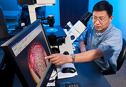 Photo: Investigators Jin-Ran Chen views a rat bone with a fluorescent micrograph projected on a computer screen. Link to photo information