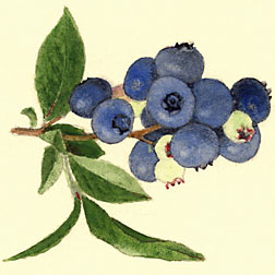 Photo: Botanical illustration of the highbush blueberry Brooks. Link to photo information
