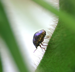 Photo: Adult kudzu bug (Megacopta cribraria). Link to photo information