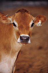 Photo: Calf. Link to photo information