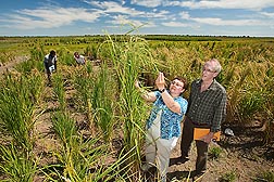 Photo: Researchers examining rice lines in a test field. Link to photo information