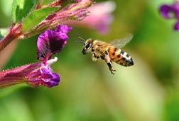 Photo: Honey bee flying to cuphea flower. Link to photo information