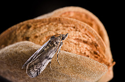 Photo: Adult navel orangeworm moth on almonds. Link to photo information
