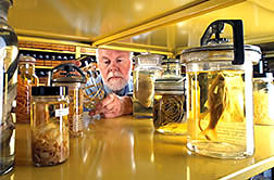Ralph Lichtenfels, Curator of the U.S. National Parasite Collection, retrieves a specimen.