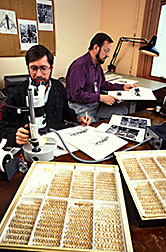Entomologists Eric Grissell and Mike Schauff work on details of illustrations for identifying wasps. 