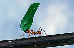 Leaf-cutting ants.