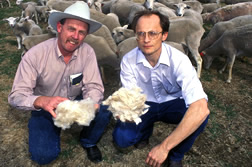 Animal scientists Michael Brown (left) and Art Goetsch compare wool.