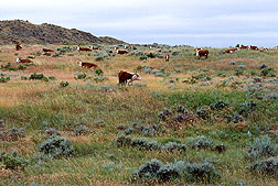 Grassland with grazing cattle. Link to photo information
