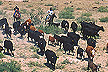 Rounding up cattle