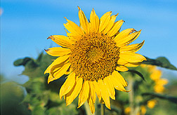 Sunflower: Link to photo information