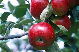 Photo: An Empire apple protected with a kaolin coating (left) and another one treated with conventional pesticides (right). Link to photo information