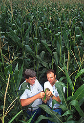 Photo: Entomologists Larry Chandler (left) and Wayne Buhler check a corn ear for corn rootworm damage. Link to photo information