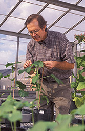 Photo: Plant physiologist inspects a cotton plant that will be used in a heat-stress experiment. Link to photo information