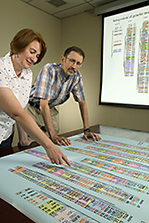 Photo: Two researchers review genomic map. Link to photo information