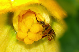 Photo: Female squash bee on a yellow squash flower. Link to photo information