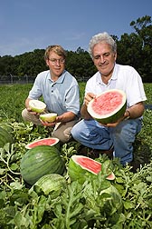 Photo: ARS scientists Pat Wechter (left) and Amnon Levi examine watermelons in a field. Link to photo information