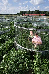 Photo: Researchers collect soybean leaf samples in open-top field chambers. Link to photo information