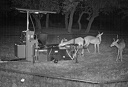 Photo: Infrared photo of two deer feeding at a bait station at night. Link to photo information