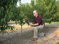 Photo: ARS plant pathologist Andy Nyczepir studies peach tree specimens. Link to photo information