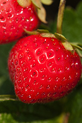 Photo: Closeup of strawberries on a vine. Link to photo information