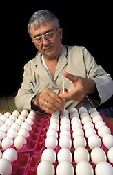 Veterinary medical officer Henry Stone vaccinates white leghorn eggs. 
