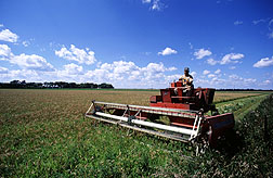 Farmer uses field equipment to windrow wheat. Link to photo information