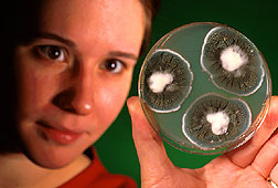 Technician Eileen Bayer examines a newly discovered Penicillium species.