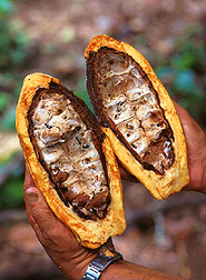 Cross-section view of cacao pod ruined by witches' broom fungus. Link to photo information