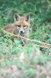 A fox pup explores a part of the BARC research farm. Click image for additional information.