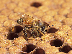 Photo: Varroa mite on an adult worker honey bee's thorax. Link to photo information