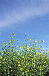 Photo: A cover crop of mustard. Link to photo information