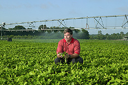 Dean Evans inspects young peanut plants; sprinkler system in background. Link to photo information