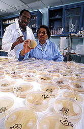 Photo: Researchers checking petri dishes for bacterial growth. Link to photo information