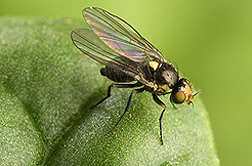 Photo: Adult leafminer fly. Link to photo information