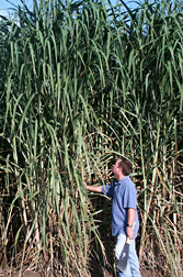 Photo: ARS agronomist Robert Cobill examines a new high fiber sugarcane variety. Link to photo information