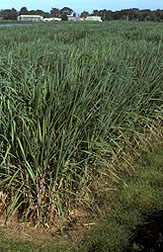 Photo: Sugarcane field. Link to photo information