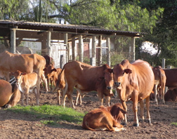 Cattle at the International Livestock Research Institute in Nairobi, Kenya.