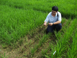 Photo: ARS plant molecular pathologist Yulin Jia looks for signs of rice blast disease in a rice field. Link to photo information
