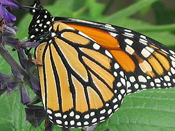 Photo: Monarch butterfly. Link to photo information