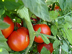 Photo: Tomatoes growing on a vine. Link to photo information