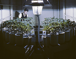 Photo: Harry Borthwick examines soybeans under a carbon arc light. Link to photo information