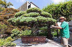 Photo: Curator Jack Sustic watering a Japanese White Pine in training since 1625. Link to photo information