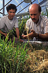 Rice breeder Kenong Xu, and geneticist David Mackill examine rice plants. 