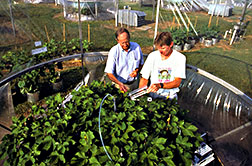 Scientists measure cotton plants' photosynthesis and gas uptake through leaf pores with a portable infrared gas analyzer.