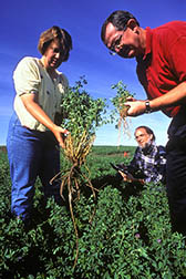 Scientists compare the biomass of an alfalfa plant selected for use in electric power (left) with smaller alfalfa plants bred for use as livestock feed