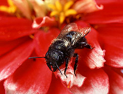 A blue orchard bee pollinates a zinnia. Link to photo information