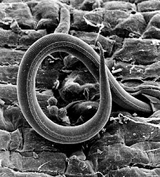Photo: larva of root not nematode.